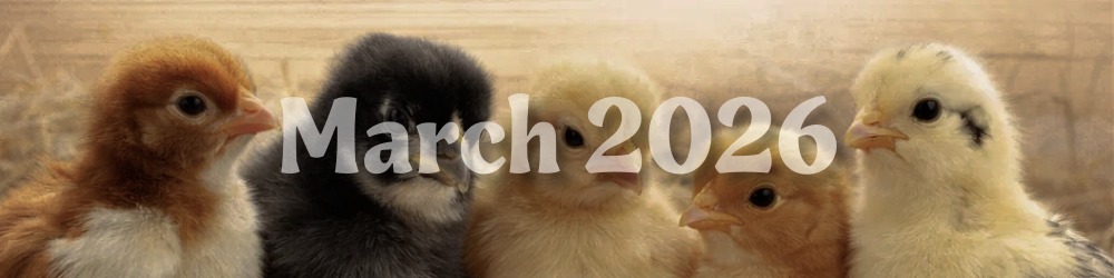 Baby chicks for sale at Parker Farm Supply, healthy farm chicks for backyard flocks, egg-laying hens and poultry supplies for homesteaders and small farms