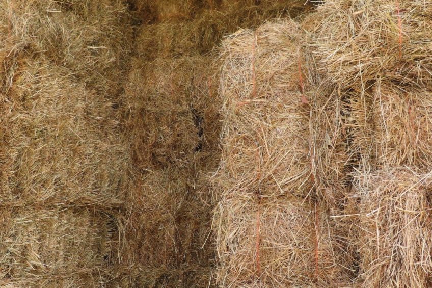 Straw bales available at Parker Farm Supply warehouse for bedding and agricultural use